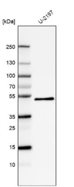 PCPE-1/PCOLCE Antibody (CL6567), Novus Biologicals PCPE-1/PCOLCE Antibody;